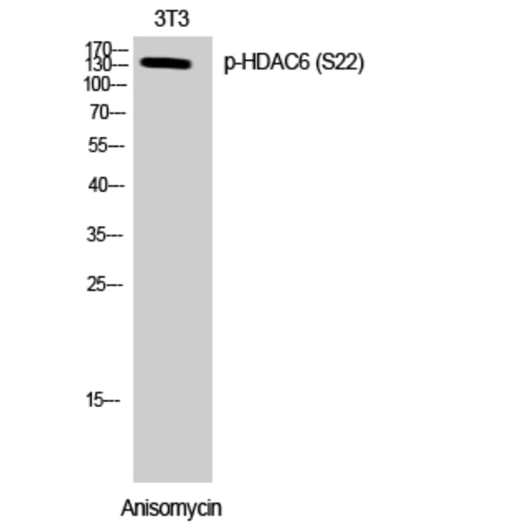 Western Blot - Anti-HDAC6 (phospho Ser22) Antibody (A0941) - Antibodies.com