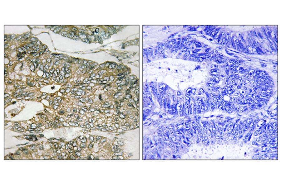 Immunohistochemistry - Anti-GRB2 (phospho Ser159) Antibody (A8241) - Antibodies.com