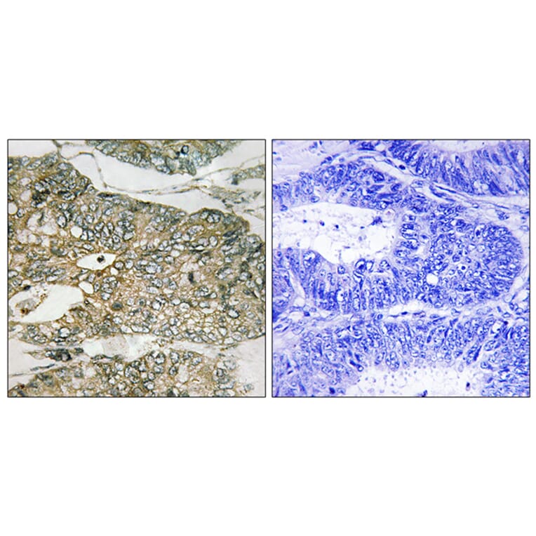 Immunohistochemistry - Anti-GRB2 (phospho Ser159) Antibody (A8241) - Antibodies.com