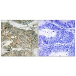 Immunohistochemistry - Anti-GRB2 (phospho Ser159) Antibody (A8241) - Antibodies.com