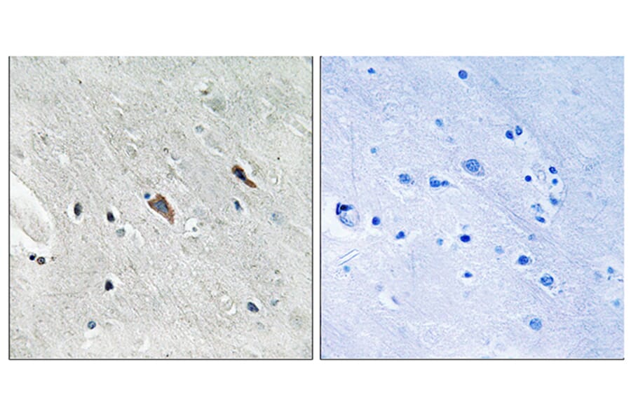 Immunohistochemistry - Anti-Gab2 (phospho Tyr643) Antibody (A8349) - Antibodies.com