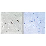 Immunohistochemistry - Anti-Gab2 (phospho Tyr643) Antibody (A8349) - Antibodies.com