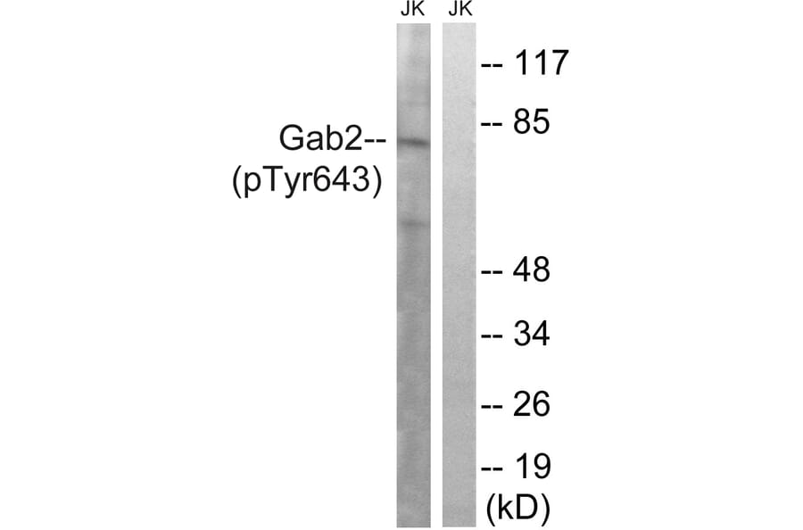 Western Blot - Anti-Gab2 (phospho Tyr643) Antibody (A8349) - Antibodies.com