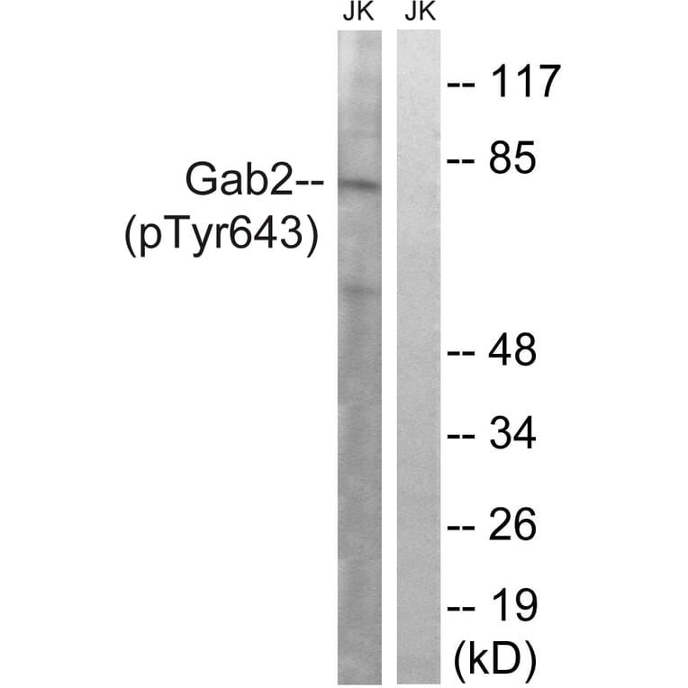 Western Blot - Anti-Gab2 (phospho Tyr643) Antibody (A8349) - Antibodies.com
