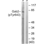 Western Blot - Anti-Gab2 (phospho Tyr643) Antibody (A8349) - Antibodies.com