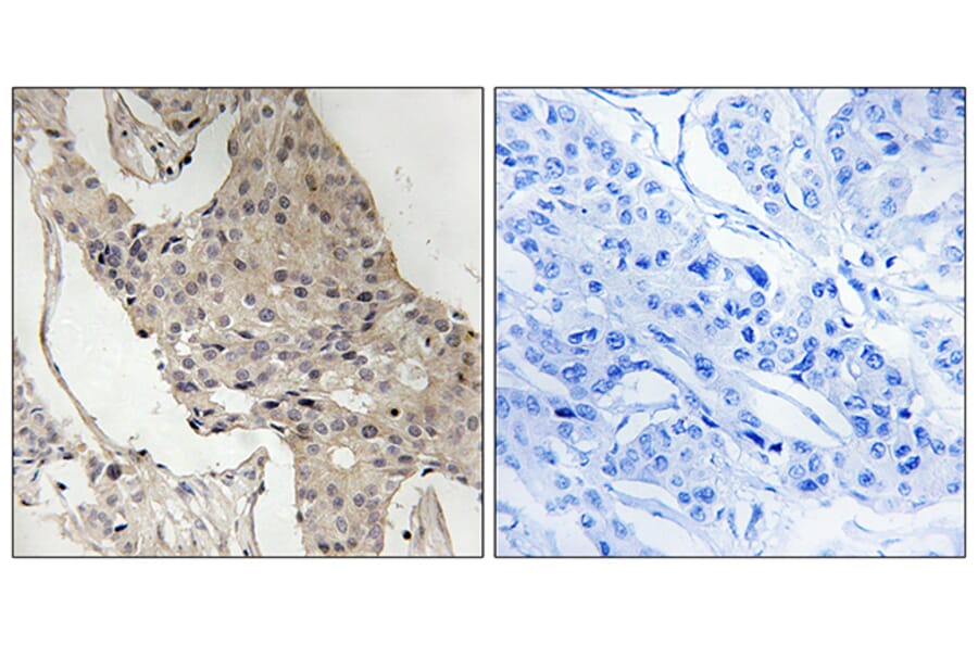 Immunohistochemistry - Anti-Gab2 (phospho Ser623) Antibody (A8350) - Antibodies.com