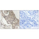 Immunohistochemistry - Anti-Gab2 (phospho Ser623) Antibody (A8350) - Antibodies.com