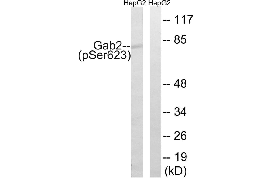 Western Blot - Anti-Gab2 (phospho Ser623) Antibody (A8350) - Antibodies.com