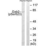 Western Blot - Anti-Gab2 (phospho Ser623) Antibody (A8350) - Antibodies.com