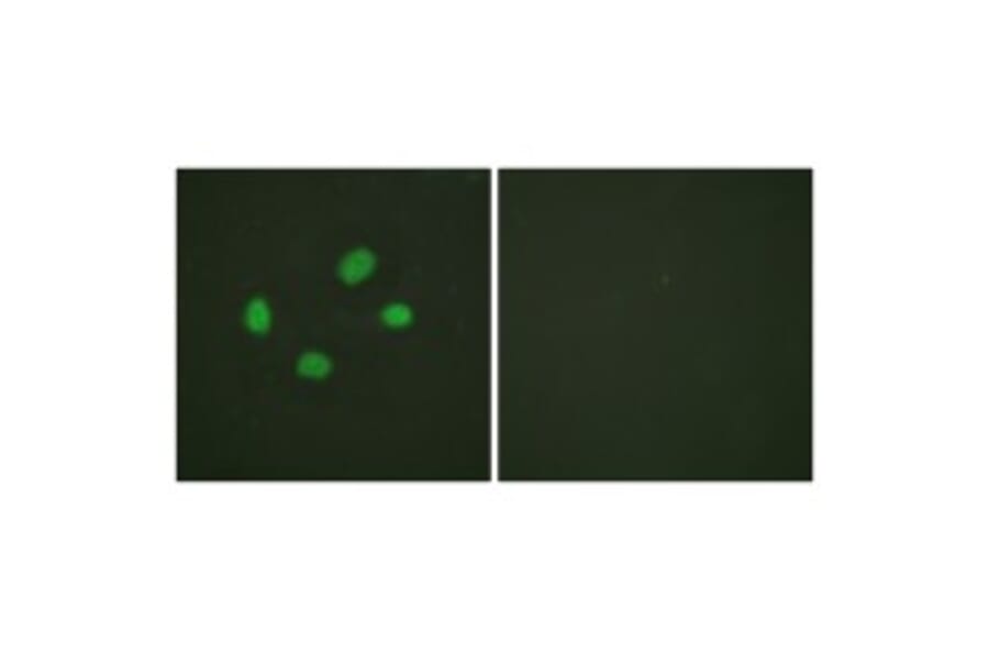 Immunofluorescence - Anti-GAB1 (phospho Tyr659) Antibody (A0788) - Antibodies.com