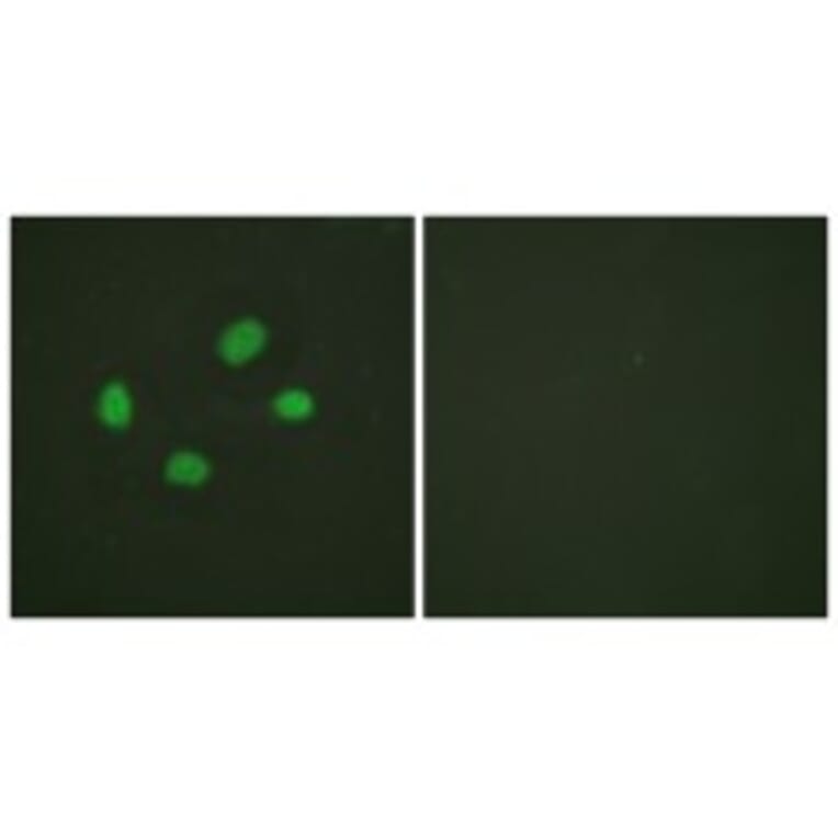 Immunofluorescence - Anti-GAB1 (phospho Tyr659) Antibody (A0788) - Antibodies.com
