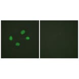 Immunofluorescence - Anti-GAB1 (phospho Tyr659) Antibody (A0788) - Antibodies.com