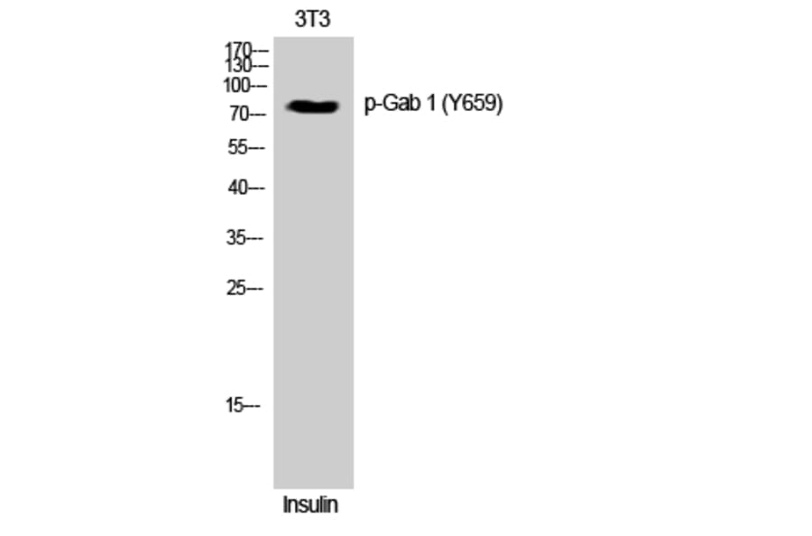 Western Blot - Anti-GAB1 (phospho Tyr659) Antibody (A0788) - Antibodies.com