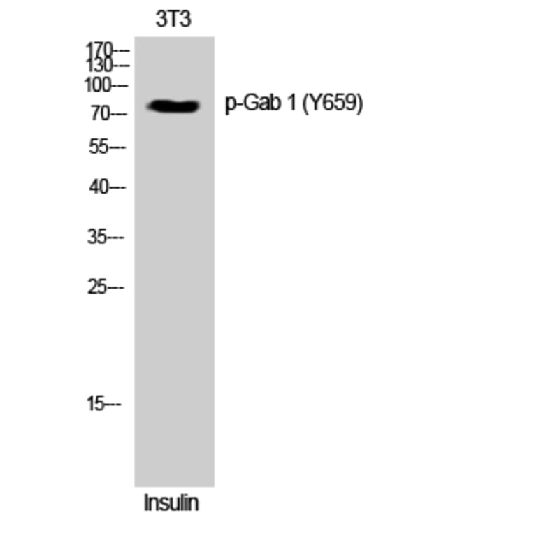 Western Blot - Anti-GAB1 (phospho Tyr659) Antibody (A0788) - Antibodies.com