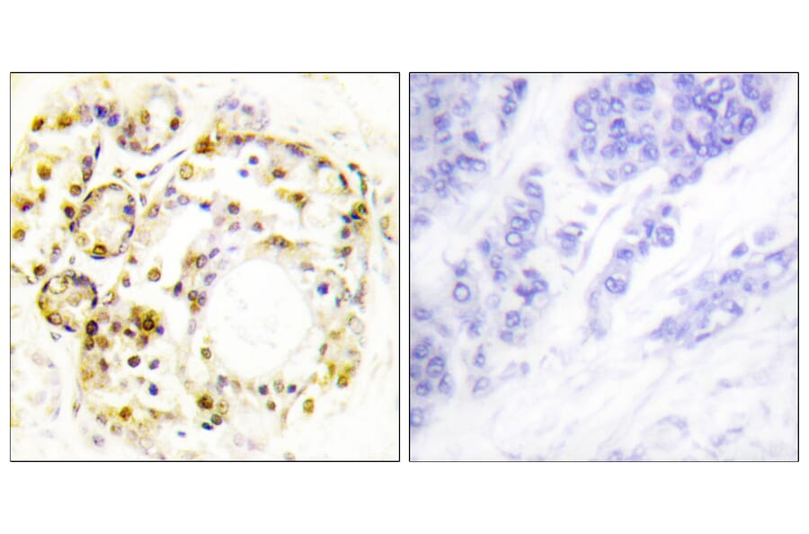 Immunohistochemistry - Anti-ERK3 (phospho Ser189) Antibody (A0919) - Antibodies.com
