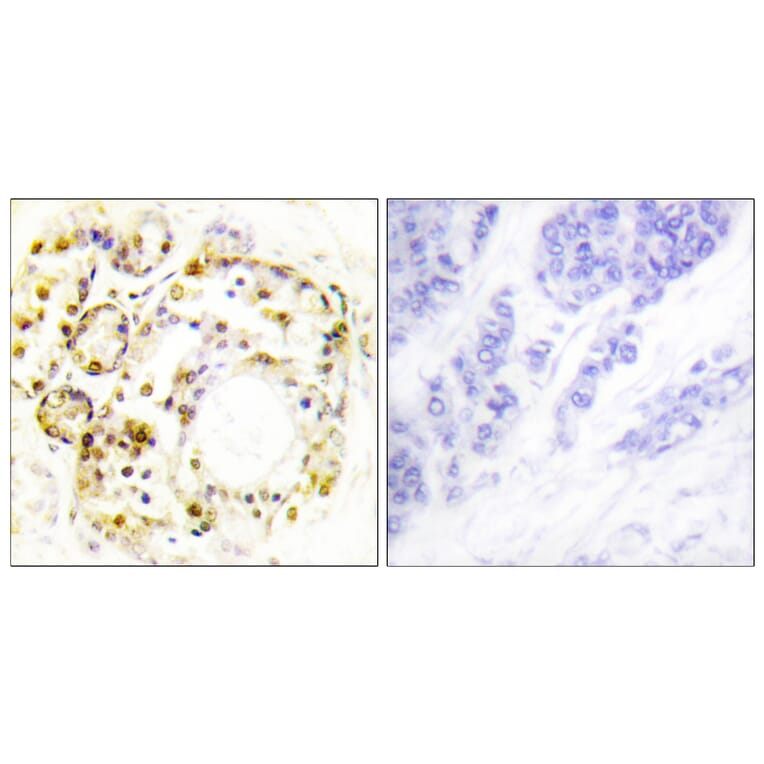 Immunohistochemistry - Anti-ERK3 (phospho Ser189) Antibody (A0919) - Antibodies.com