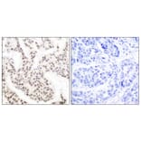 Immunohistochemistry - Anti-Elk1 (phospho Thr417) Antibody (A7070) - Antibodies.com