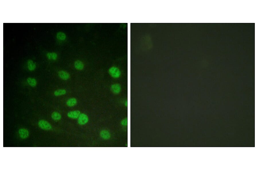 Immunofluorescence - Anti-DDX3 (phospho Thr322) Antibody (A0902) - Antibodies.com