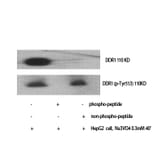 Western Blot - Anti-DDR1 (phospho Tyr513) Antibody (A8240) - Antibodies.com