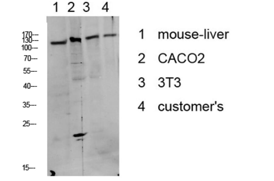 Western Blot - Anti-DDR1 (phospho Tyr513) Antibody (A8240) - Antibodies.com