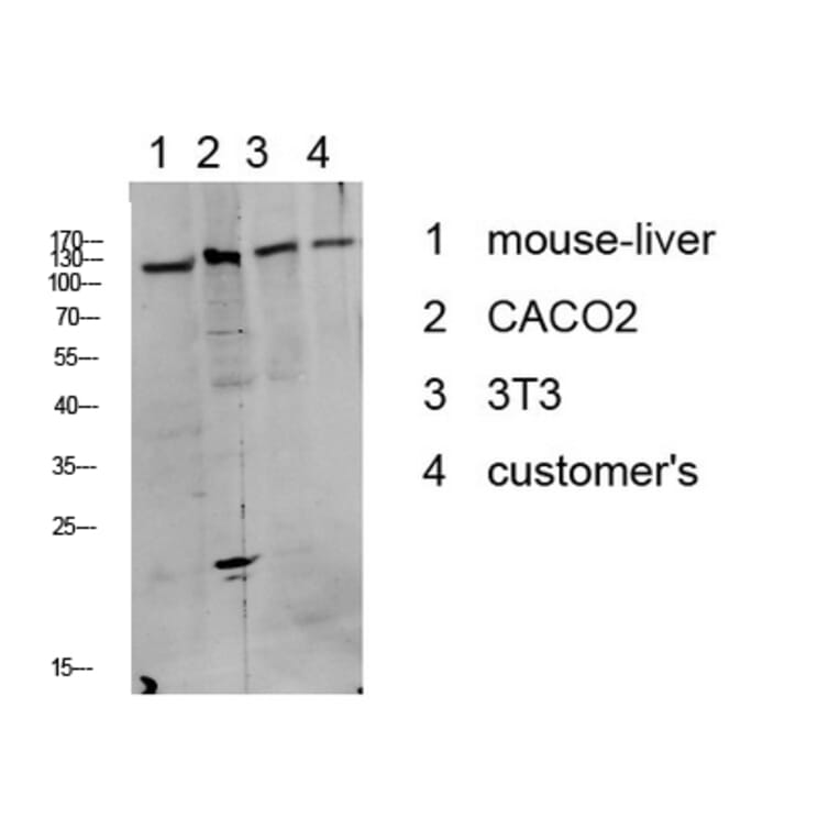 Western Blot - Anti-DDR1 (phospho Tyr513) Antibody (A8240) - Antibodies.com