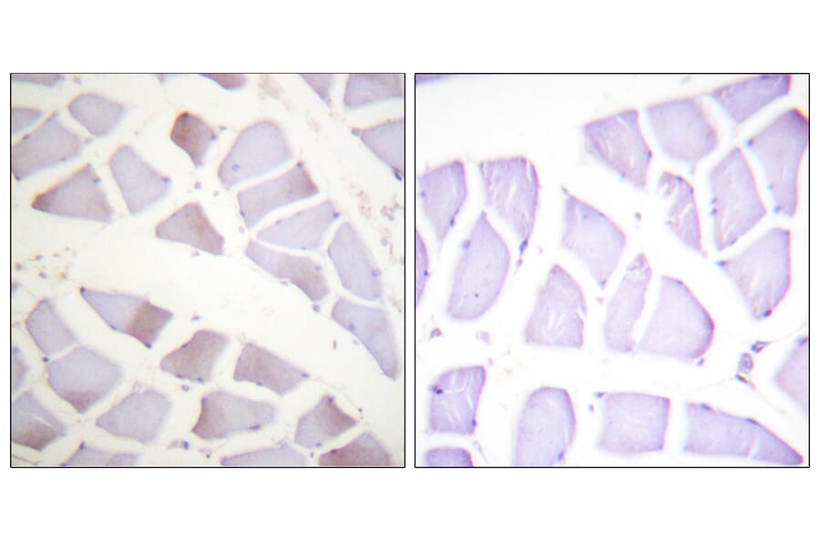 Immunohistochemistry - Anti-CRYAB (phospho Ser19) Antibody (A0895) - Antibodies.com