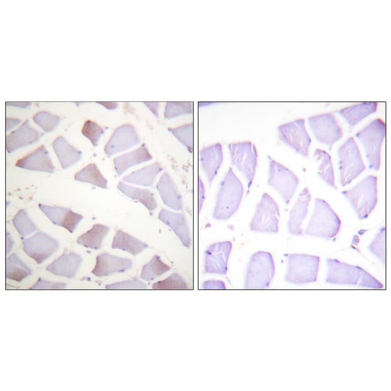 Immunohistochemistry - Anti-CRYAB (phospho Ser19) Antibody (A0895) - Antibodies.com