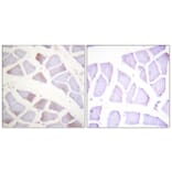 Immunohistochemistry - Anti-CRYAB (phospho Ser19) Antibody (A0895) - Antibodies.com