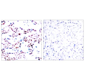 Immunohistochemistry - Anti-c-Jun (phospho Thr91) Antibody (A7132) - Antibodies.com