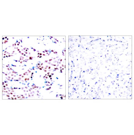 Immunohistochemistry - Anti-c-Jun (phospho Thr91) Antibody (A7132) - Antibodies.com