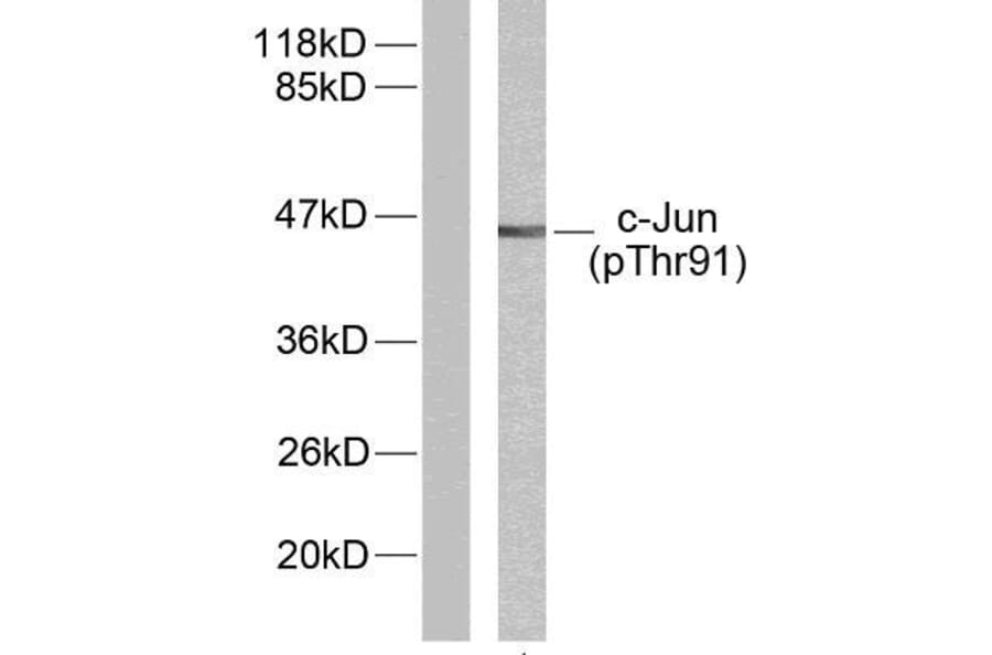Western Blot - Anti-c-Jun (phospho Thr91) Antibody (A7132) - Antibodies.com