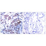 Immunohistochemistry - Anti-c-Jun (phospho Ser73) Antibody (A7046) - Antibodies.com