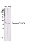 Western Blot - Anti-c-Jun (phospho Ser73) Antibody (A7046) - Antibodies.com