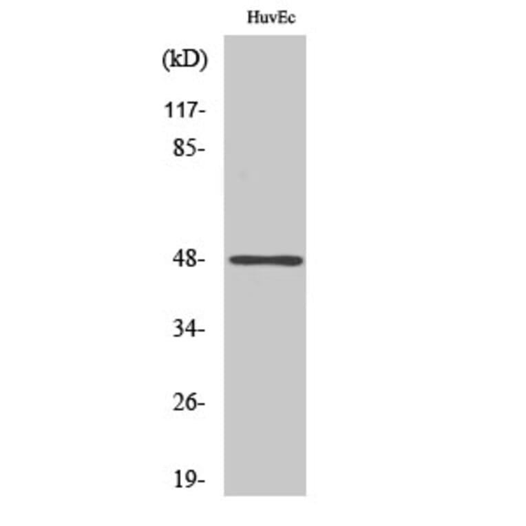 Western Blot - Anti-c-Jun (phospho Ser73) Antibody (A7046) - Antibodies.com
