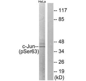 Western Blot - Anti-c-Jun (phospho Ser63) Antibody (A7045) - Antibodies.com