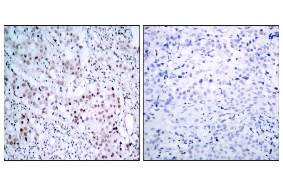 Immunohistochemistry - Anti-c-Jun (phospho Ser63) Antibody (A7045) - Antibodies.com