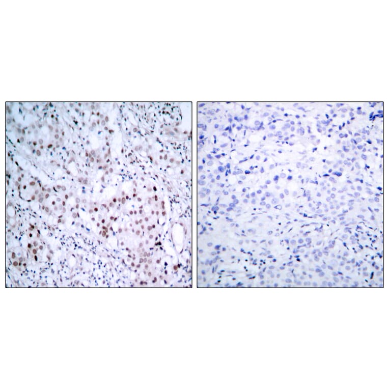 Immunohistochemistry - Anti-c-Jun (phospho Ser63) Antibody (A7045) - Antibodies.com