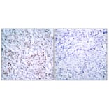 Immunohistochemistry - Anti-c-Jun (phospho Ser63) Antibody (A7045) - Antibodies.com