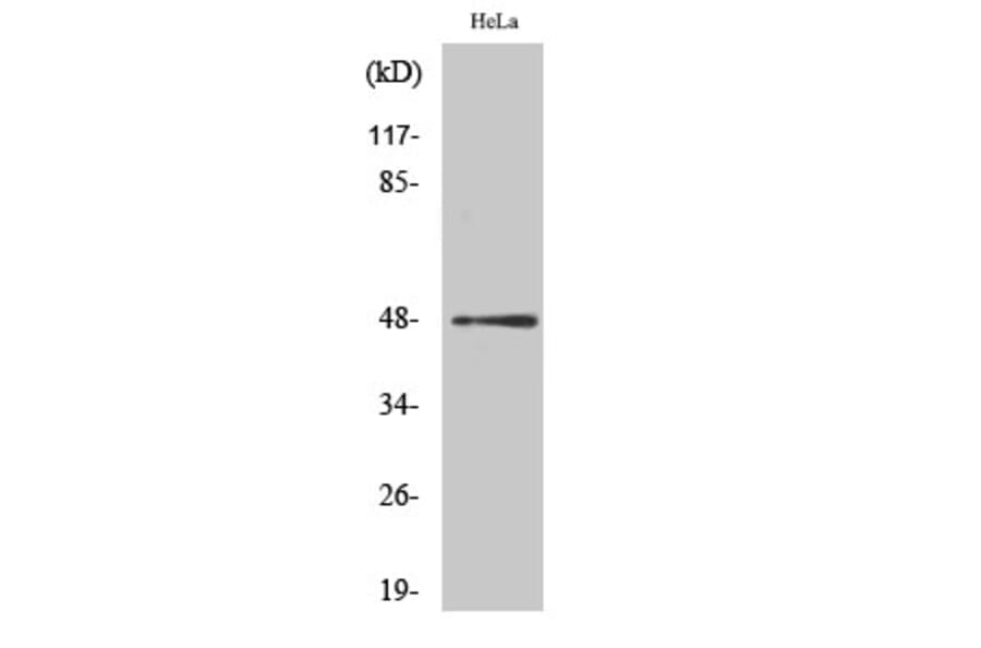 Western Blot - Anti-c-Jun (phospho Ser63) Antibody (A7045) - Antibodies.com