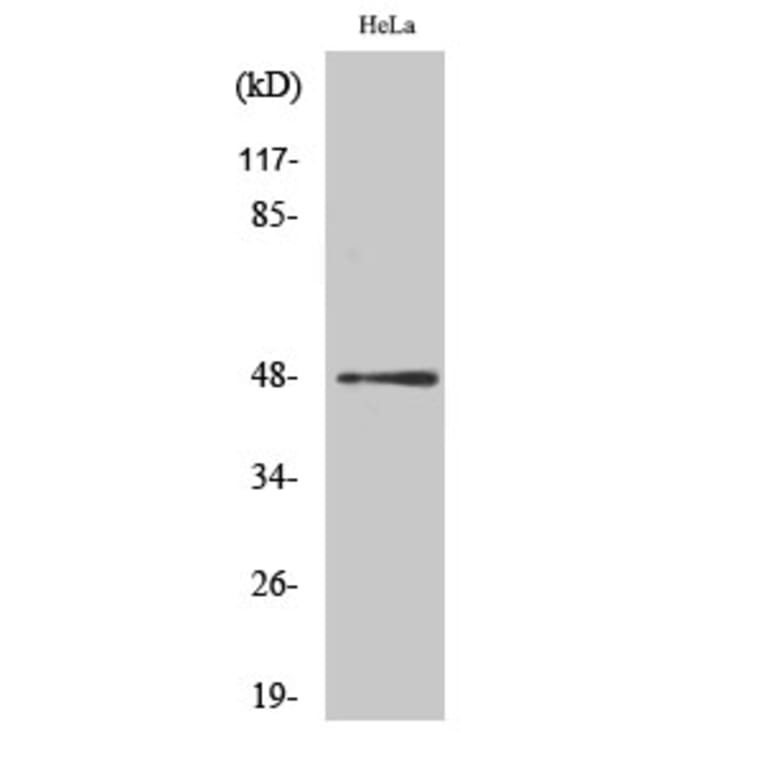 Western Blot - Anti-c-Jun (phospho Ser63) Antibody (A7045) - Antibodies.com