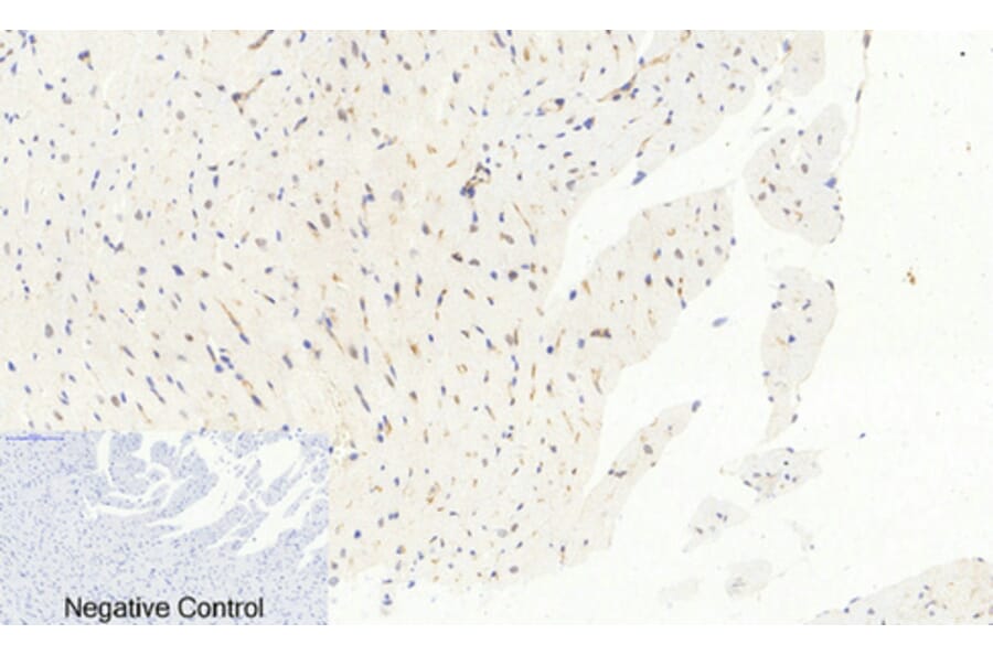 Immunohistochemistry - Anti-c-Jun (phospho Ser63) Antibody (A7045) - Antibodies.com