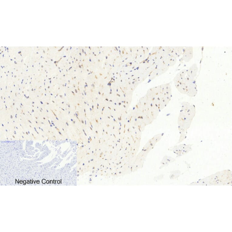 Immunohistochemistry - Anti-c-Jun (phospho Ser63) Antibody (A7045) - Antibodies.com