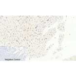 Immunohistochemistry - Anti-c-Jun (phospho Ser63) Antibody (A7045) - Antibodies.com