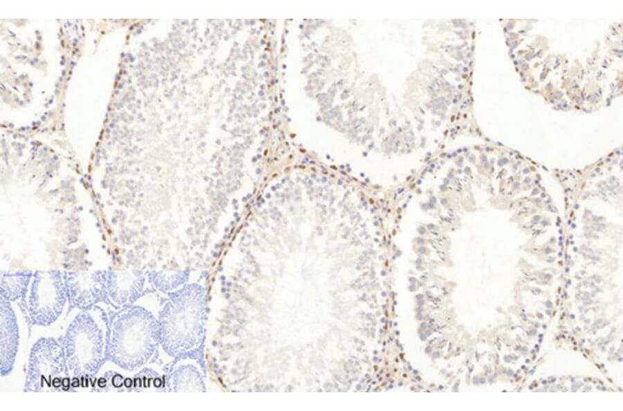Immunohistochemistry - Anti-c-Jun (phospho Ser63) Antibody (A7045) - Antibodies.com
