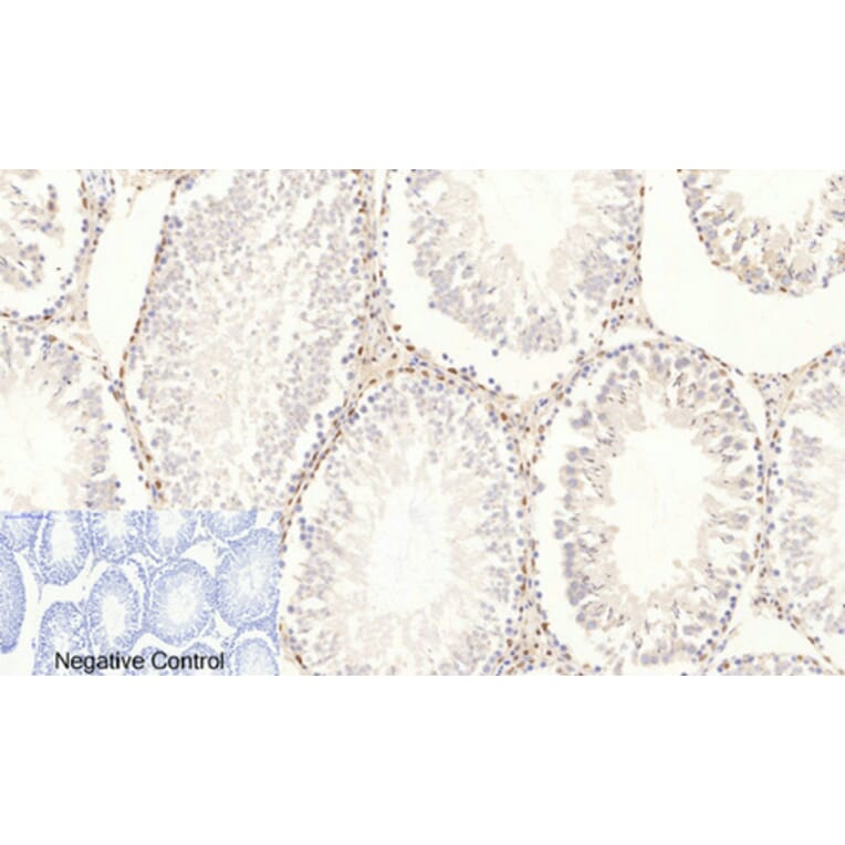 Immunohistochemistry - Anti-c-Jun (phospho Ser63) Antibody (A7045) - Antibodies.com