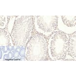 Immunohistochemistry - Anti-c-Jun (phospho Ser63) Antibody (A7045) - Antibodies.com