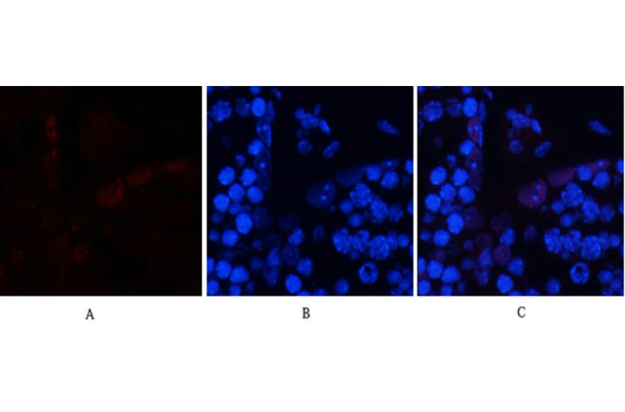 Immunofluorescence - Anti-c-Jun (phospho Ser63) Antibody (A7045) - Antibodies.com