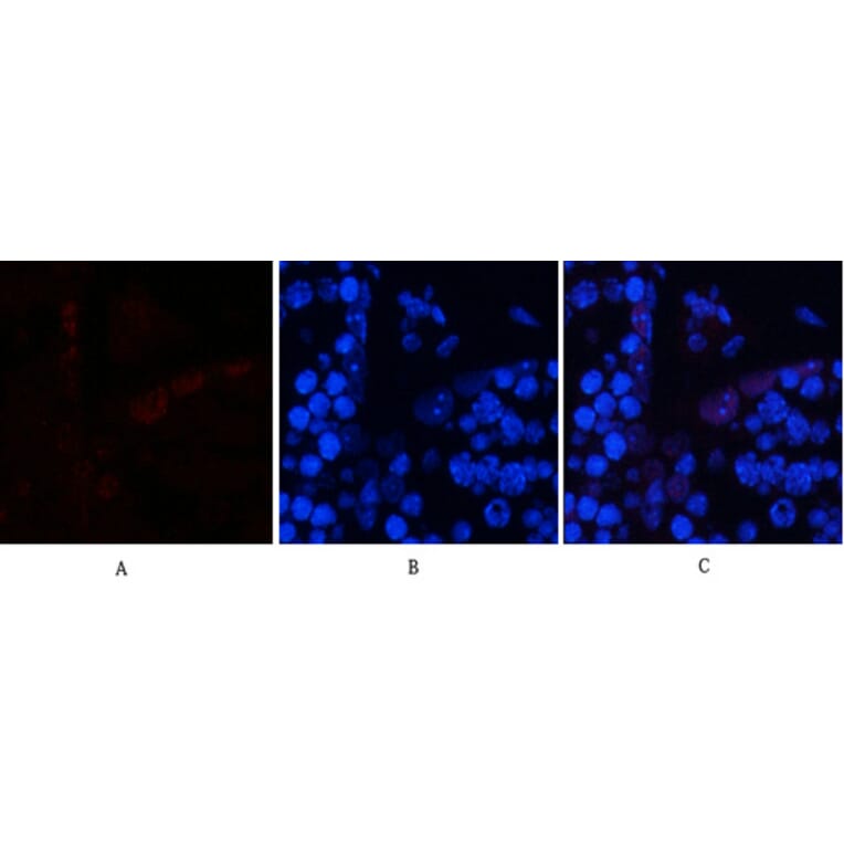 Immunofluorescence - Anti-c-Jun (phospho Ser63) Antibody (A7045) - Antibodies.com
