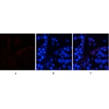 Immunofluorescence - Anti-c-Jun (phospho Ser63) Antibody (A7045) - Antibodies.com