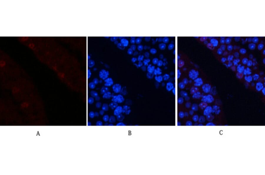 Immunofluorescence - Anti-c-Jun (phospho Ser63) Antibody (A7045) - Antibodies.com